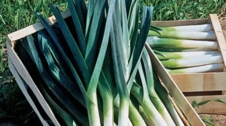 Tarlada yüzde 17 markete yüzde 150 zam!