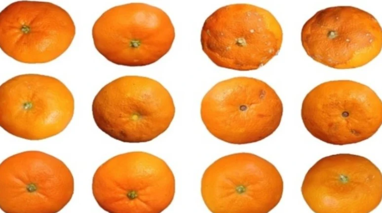 Mandalina kabuklarından biyobozunur yara örtüsü ve antibakteriyel gıda ambalajı