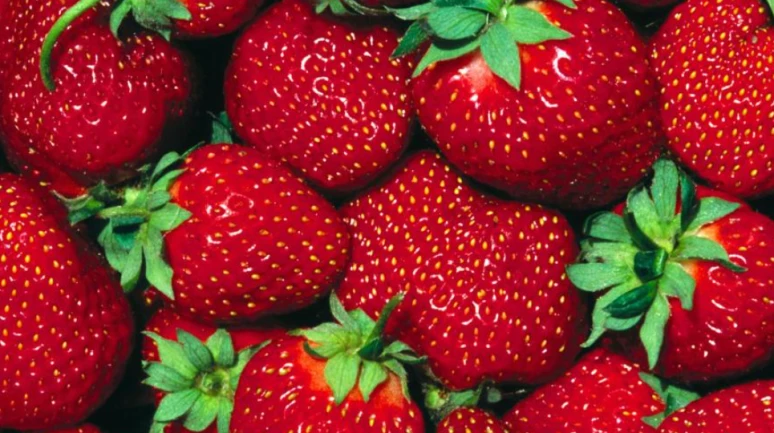 Mısır dondurulmuş çilekte vites yükseltti: Türkiye’nin güçlü olduğu alanda sessiz rakip büyüyor