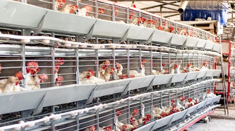 Tavukçuluk sektöründe bir konkordato daha