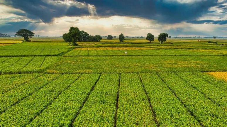 Çiftçilere 1 milyar TL’yi aşan tarımsal destek ödemesi yapılacak
