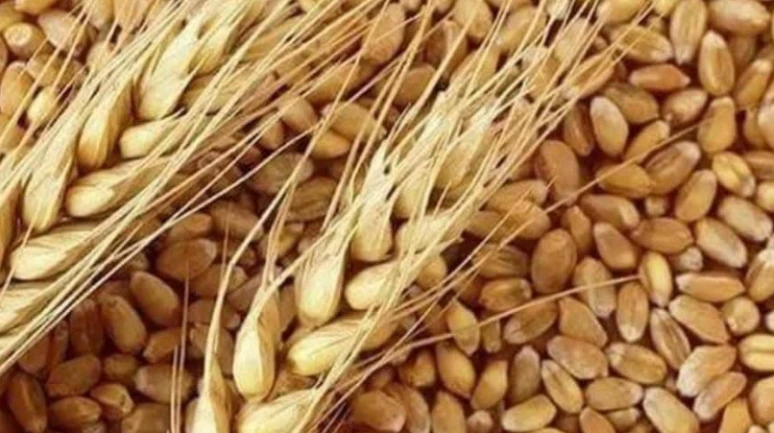 Rusya buğdayında bulaşıcı mantar uyarısı