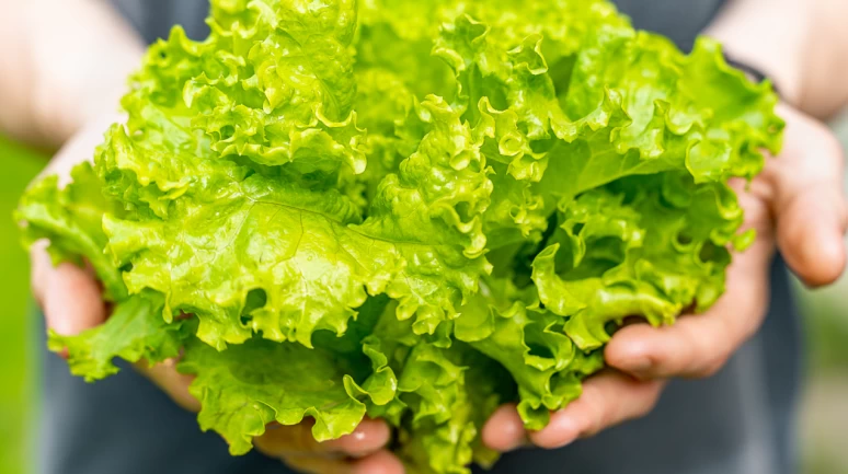 Ölümcül bakteri bu kez Carrefour marka marulda saptandı