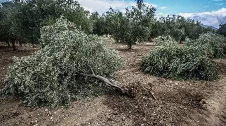 Zeytin ağaçları taşınabilir mi? Torba yasada neler var?