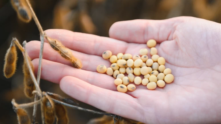Avrupa'da GDO açılımı.. Genetiği değiştirilmiş soya gıda olarak tüketilecek!