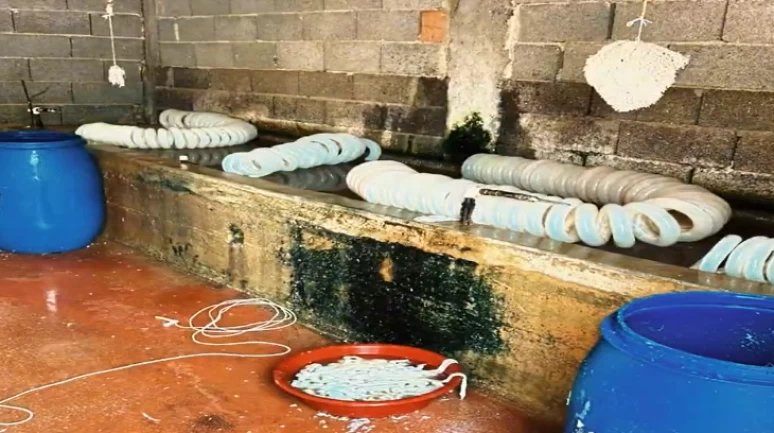 Adana’da mide bulandıran görüntüler! Halka yedireceklerdi
