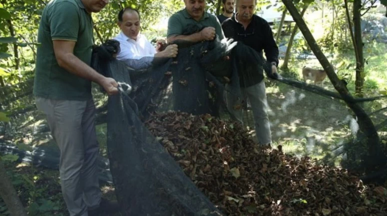 Fındık toplamada yeni yöntem.. Kârlılığı yüzde 81 artırıyor