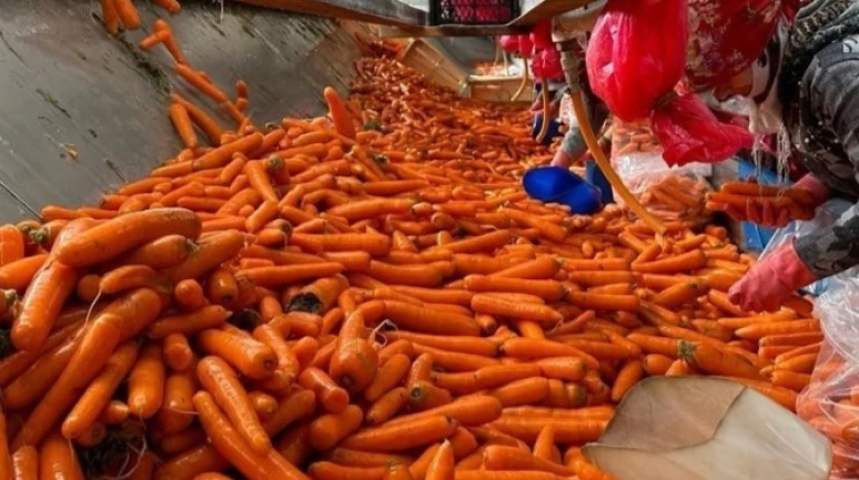 Havuçta 'yasaklı zehir' saptandı.. AB sınırda reddetti
