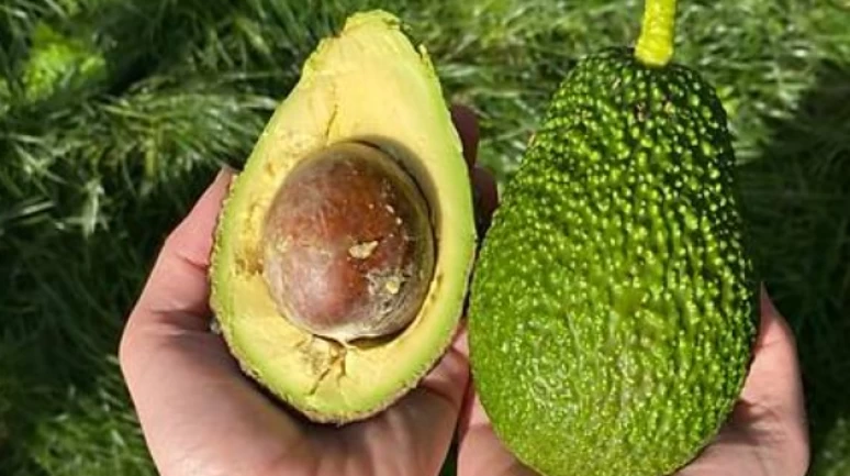 Avrupa'da avokado alarmı: Avokadolarda kanserojen ağır metal çıktı!