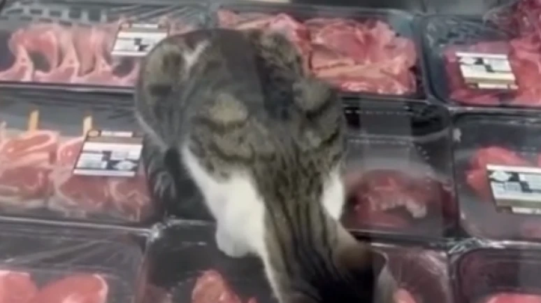 Et reyonundaki kedi için Migros'a 52 bin TL ceza