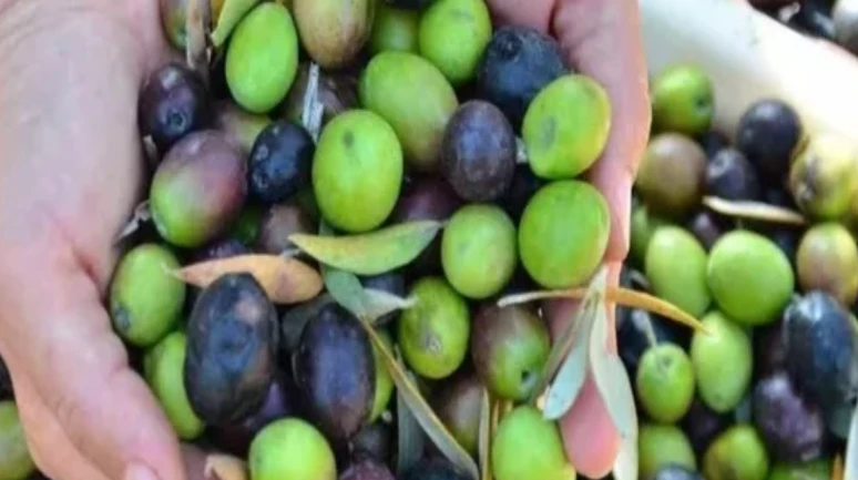 Zeytin dalında kaldı: Toplaması 15 TL, satış fiyatı 10 TL!