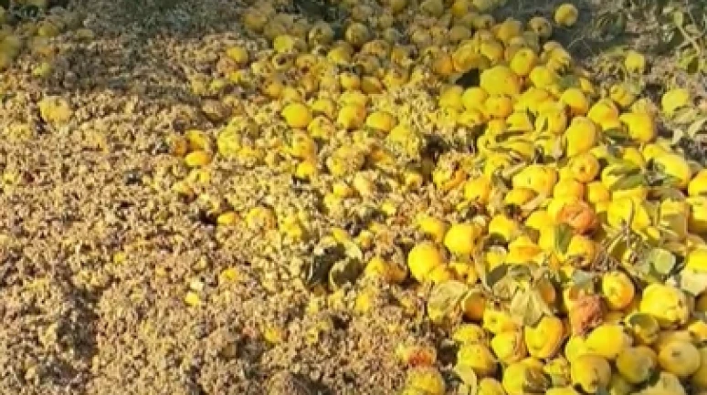 Zehirli ayva bu kez tarlada yakalandı; Yasaklı madde saptandı