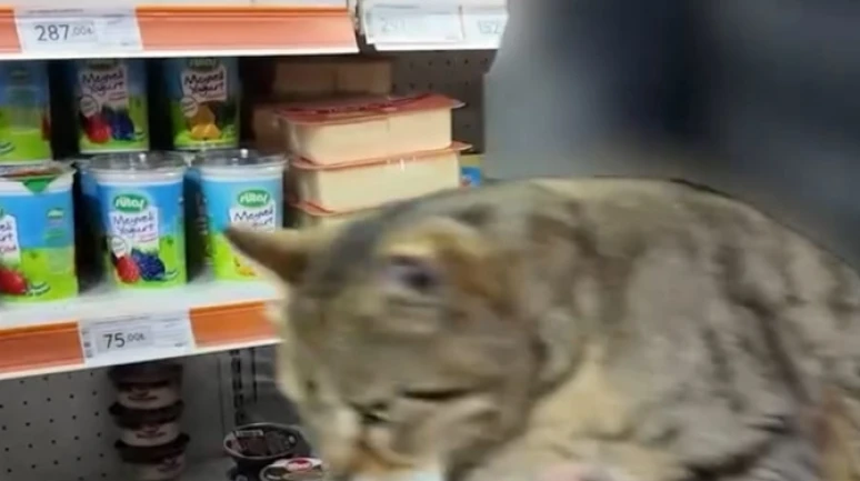 Dolaptan tırmalanmış sucuk ve kedi çıktı