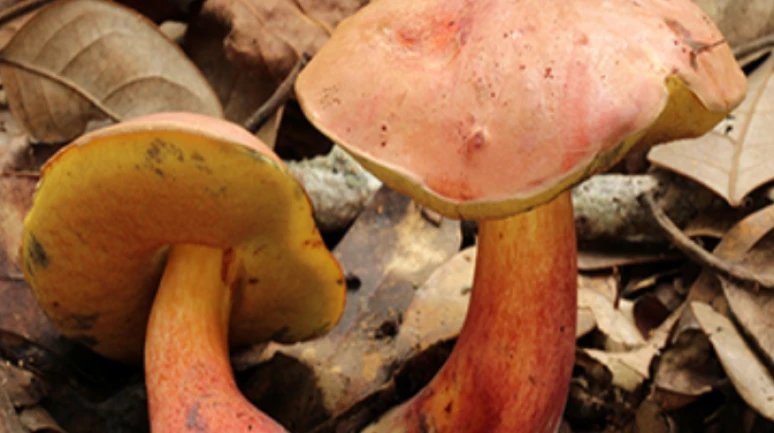 Yiyeni 'cüce masallar diyarı'na götüren mantar; Çin'de gıda sektörünün trendi oldu