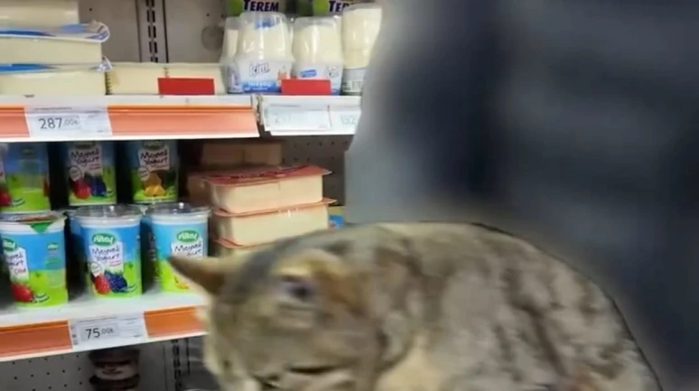 Dolaptan tırmalanmış sucuk ve kedi çıktı