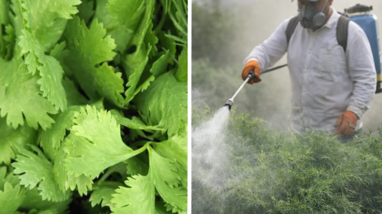 Dereotunda, maydanozda bu kadar zehir olur mu?