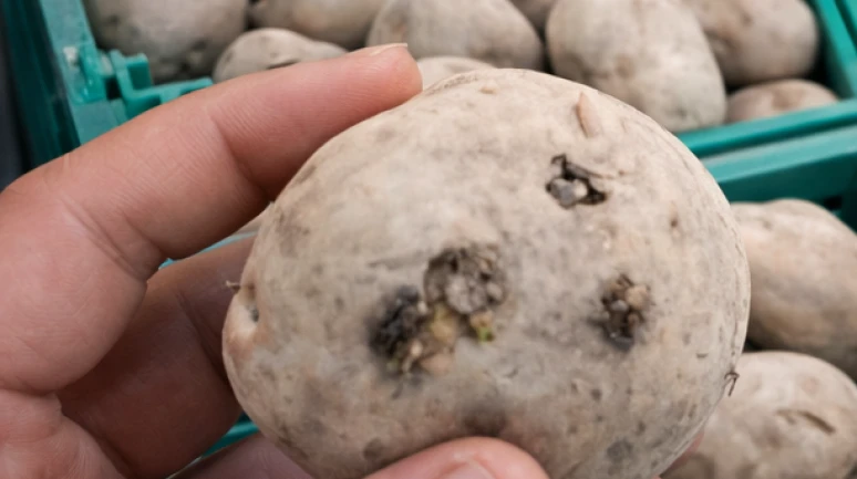 Zincir markette satılan çimlenmiş patateslere isyan