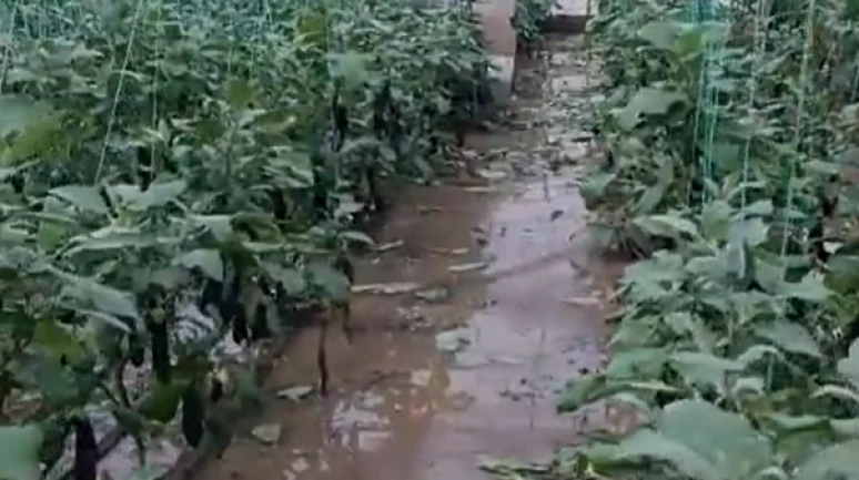 Seraları yine sel vurdu; çilekler, domatesler zayi oldu