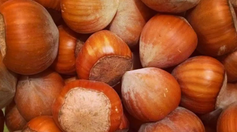 Fındık ihracatında büyük kayıp; Türk fındığı eriyor!