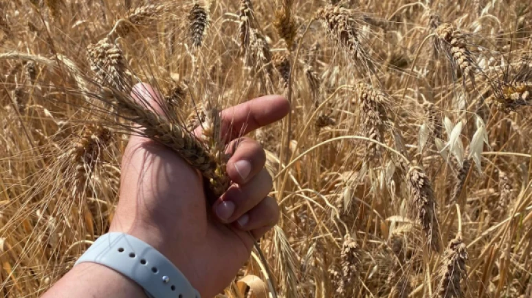 Buğday artık beslemiyor; Verim arttı ama demir, çinko ve protein azaldı!