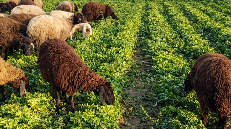Marulları satamayınca koyunlara yedirdi