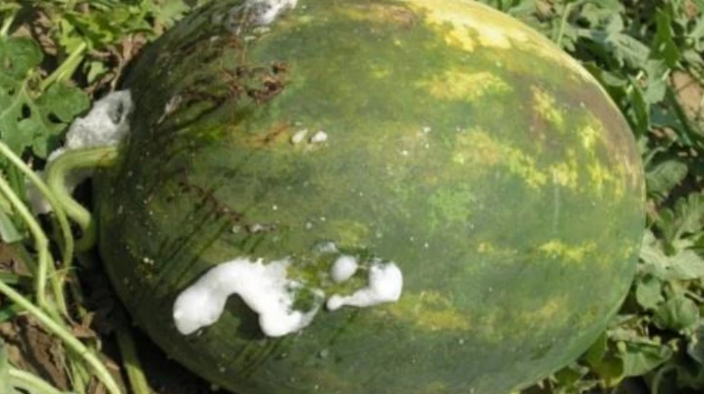 Suriye karpuzunda hastalık alarmı; ithalatı yasaklandı