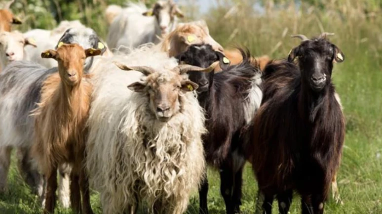 100 koyun desteği için bugün son gün! Küçükbaş hayvancılık projesinde başvurular kapanıyor