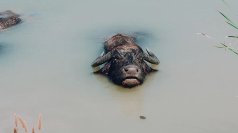 Son 4 bin manda için festival!