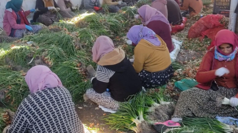 Dünya Çiftçiler Günü'nde çarpıcı tablo: Yol parası bile yok!