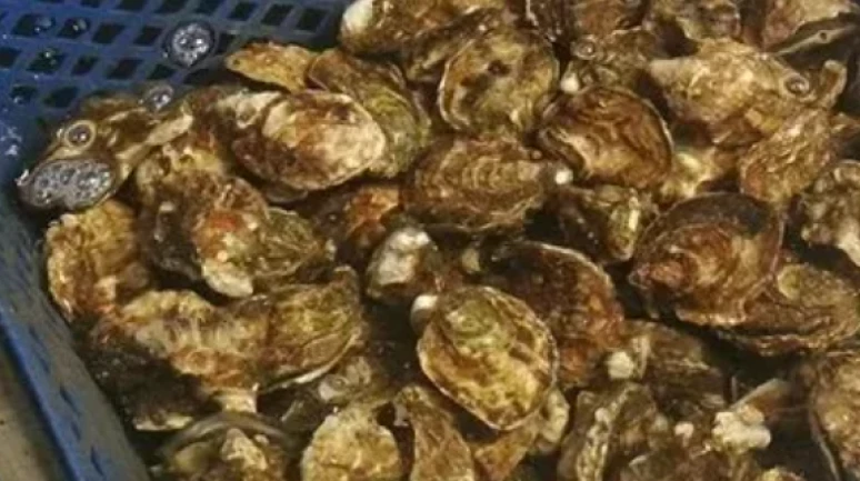 Midyede toksin alarmı! Üretim durduruldu, satışlar yasaklandı