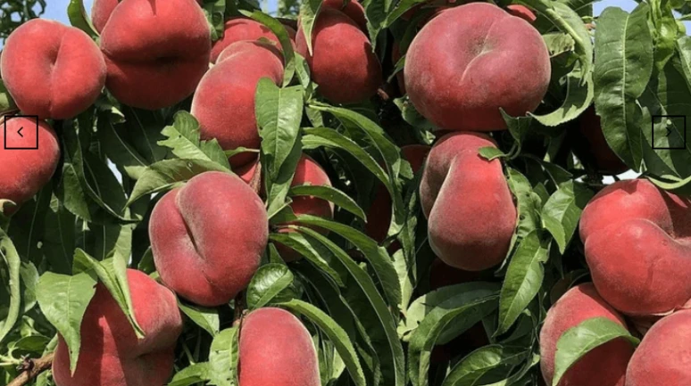Şeftali neden ucuzladı? Rekolte arttı, fiyatlar yarıya düştü..