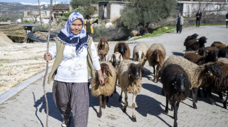 Köye dönmek isteyenlere hayvancılık desteği: Faizsiz 2 milyona kadar küçükbaş kredisi