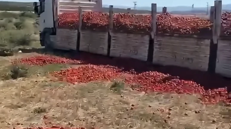 Salçalık domates krizinde yeni perde: Ticaret Bakanlığı “Ezik ve topraklı” dedi, çiftçi tepki gösterdi
