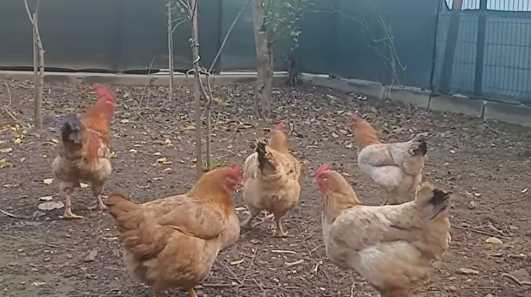 Savaştaki İran’ın protein başarısı: Artık kendi kendine yetiyor