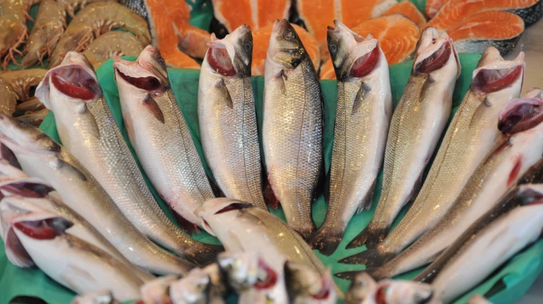 Türk levreği ihracatta rekor kırıyor: Denizdeki 1,5 milyar dolarlık protein