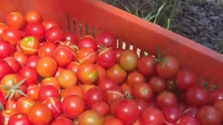 Ata tohumu işte böyle yetiştiriliyor