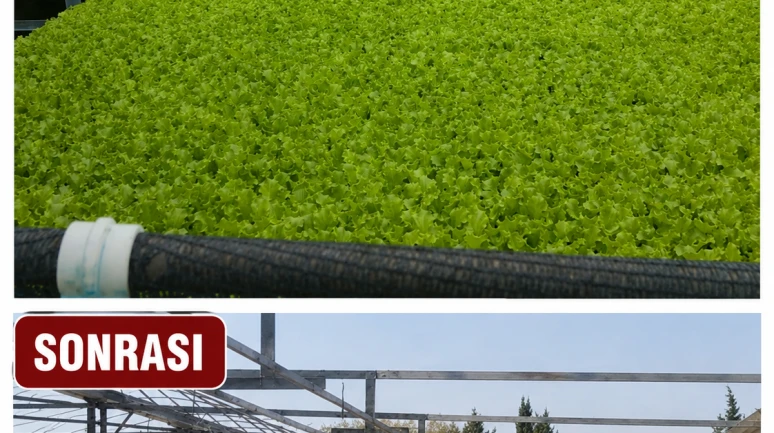 Teşhir edilen fideci 1 yılda iflas etti