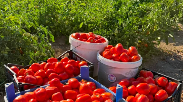 Salçalık domateste kriz büyüyor; Kasa kasa domates toprağa gömülüyor