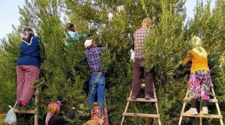 Tarlada kilosu 10 liraya düştü, toplaması 20 lira: Zeytinden kriz sesleri