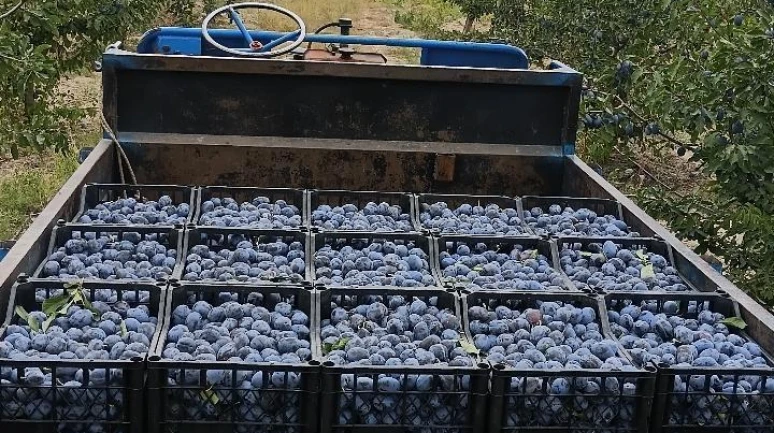 Çiftçinin isyanı: 3 kilo erik 1 ekmek alıyor