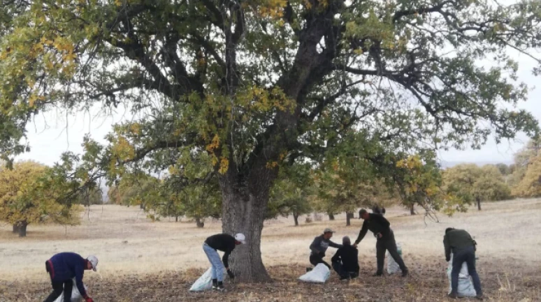 Üretmiyorsun, sadece ormandan topluyorsun; kilosu 10 liradan alınıyor