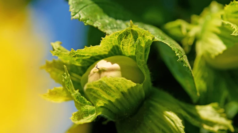 Türk fındığında alarm zilleri çalıyor! Dünya devi 3 ülkede harekete geçti