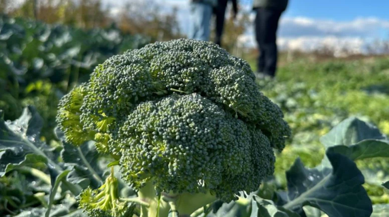 Brokoli fiyatlarında lodos etkisi