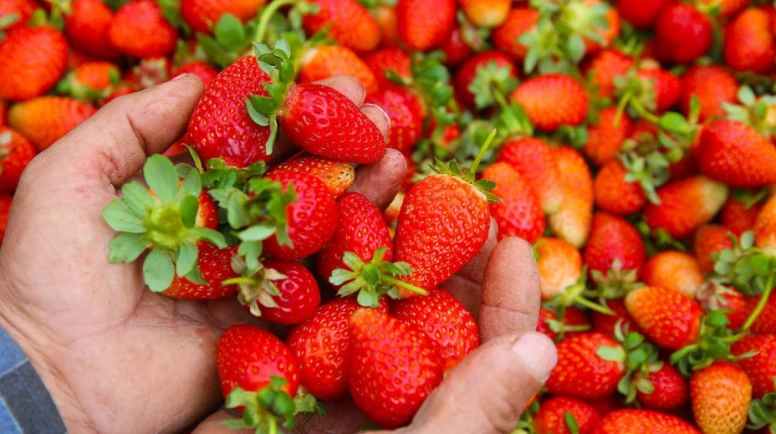 Mısır çileği Türk çileğine göre daha mı temiz?