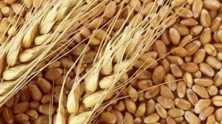 Rusya buğdayında bulaşıcı mantar uyarısı