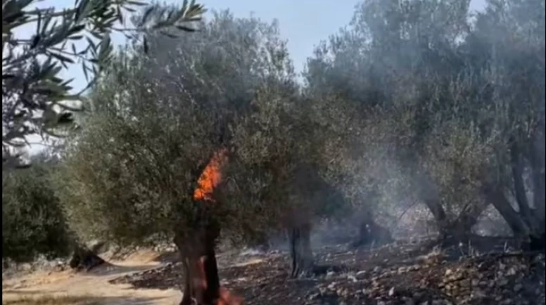 20 bine yakın zeytin ağacı yandı
