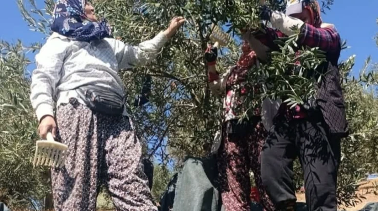 Sofralık zeytinin başkentinde fiyat isyanı: Üreticiler hasadı durdurdu!