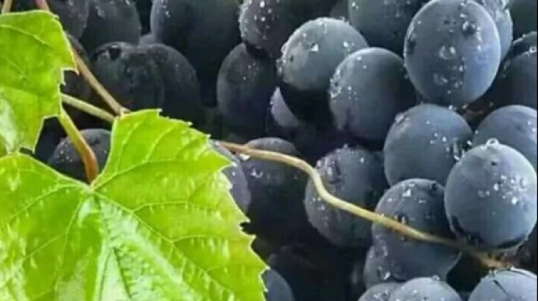 Çilek kokulu üzüm Ordu'nun yeni tarım markası oluyor: İzabella üzümünden pestil ve köme üretilecek