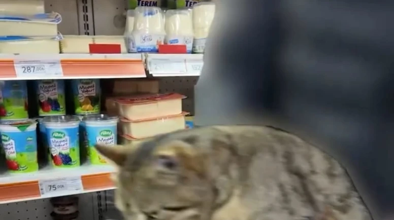 Dolaptan tırmalanmış sucuk ve kedi çıktı
