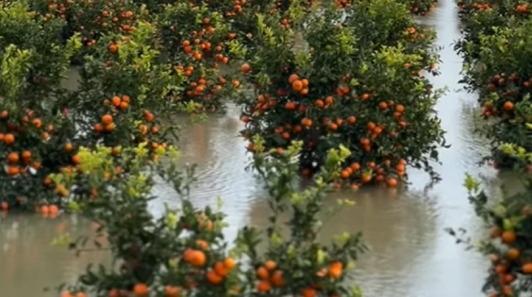Çukurova'da erkenci karpuzu ve narenciyeyi sel vudu